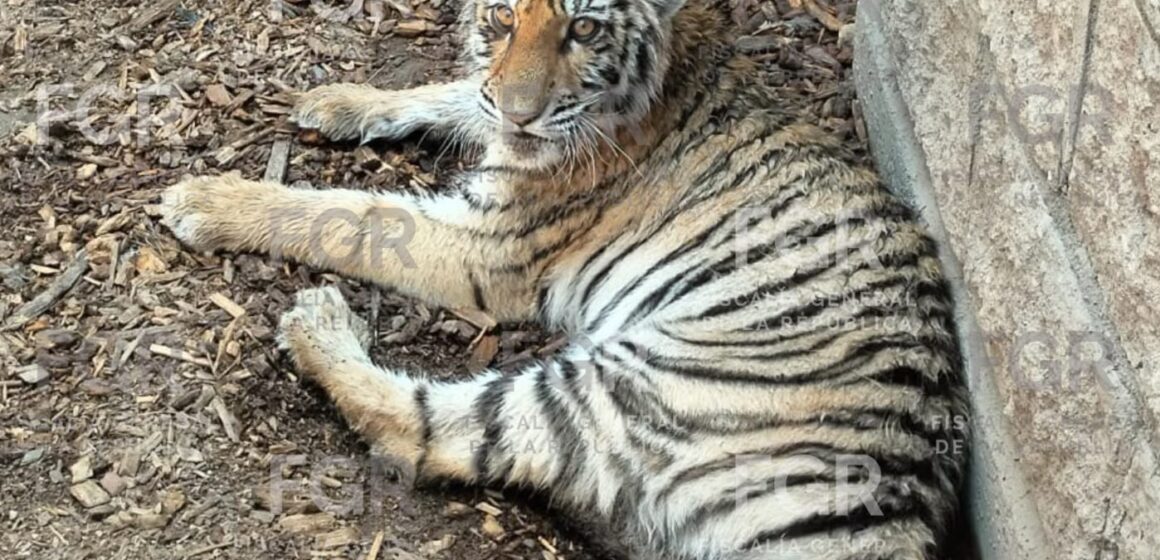 CECY (7) FGR asegura tigre de bengala y fauna silvestre en Valle Real, Zapopan