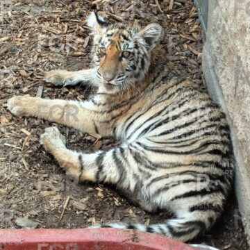 FGR asegura tigre de bengala y fauna silvestre en Valle Real, Zapopan