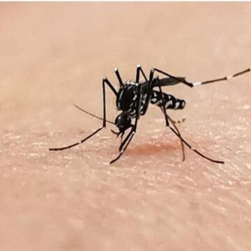 Yucatán comparte con Campeche una estrategia innovadora para el control del dengue Wolbachia