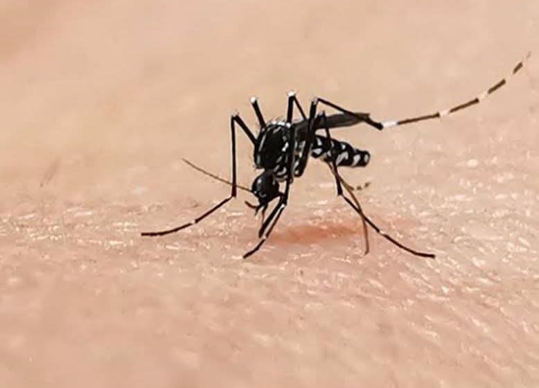 Yucatán comparte con Campeche una estrategia innovadora para el control del dengue Wolbachia