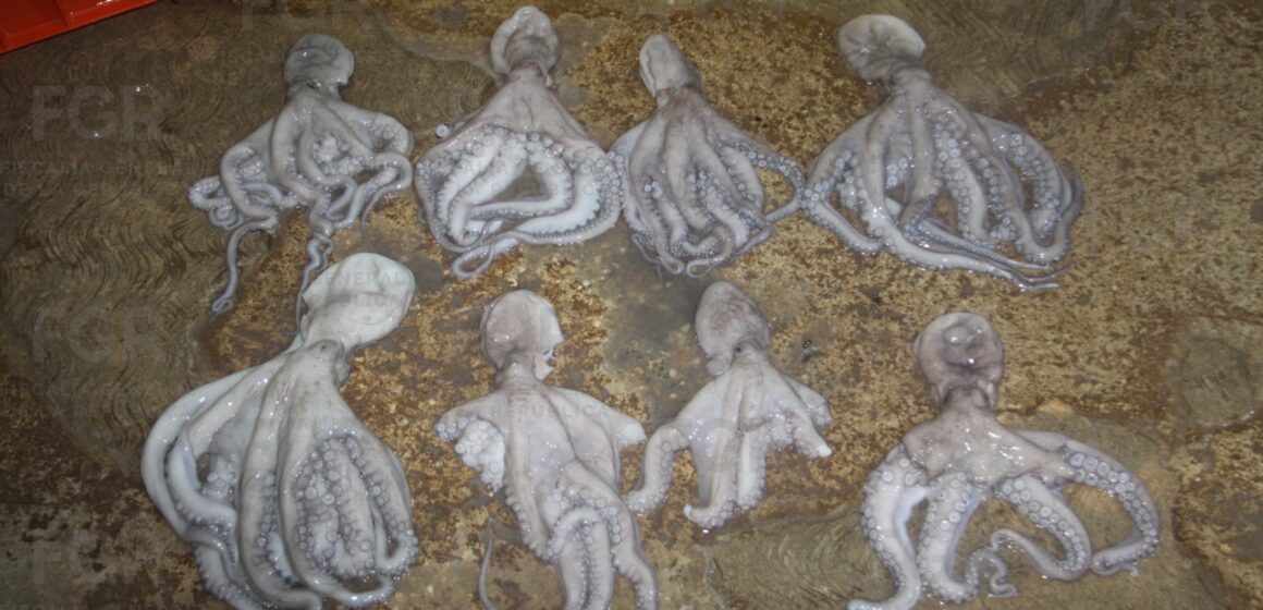 DOS PERSONAS DETENIDAS CON MÁS DE 460 KILOS DE PULPO MAYA EN YUCATÁN