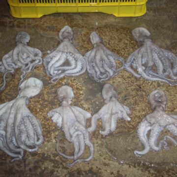 DOS PERSONAS DETENIDAS CON MÁS DE 460 KILOS DE PULPO MAYA EN YUCATÁN