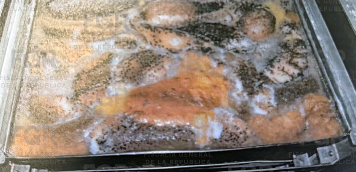 Pepino de mar (1) Consigue FGR vinculación a proceso contra tres personas detenidas con casi 250 kilos de pepino de mar en Yucatán