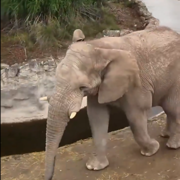 elefante Elefante de Africam Safari acierta predicción del triunfo de México en el Mundial