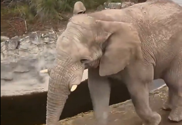 Elefante de Africam Safari acierta predicción del triunfo de México en el Mundial