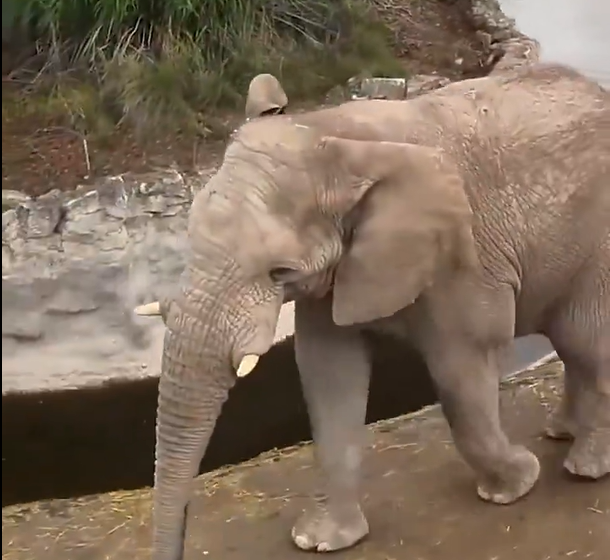 Elefante de Africam Safari acierta predicción del triunfo de México en el Mundial