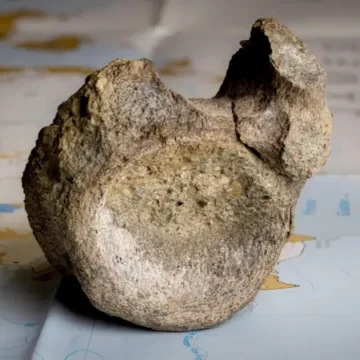 fosil Fósil de dinosaurio en la Antártida: primer hallazgo tras 40 años oculto