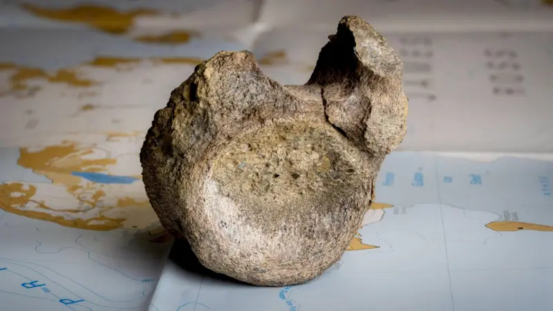 fosil Fósil de dinosaurio en la Antártida: primer hallazgo tras 40 años oculto