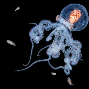 mar Jialing Cai, la fotógrafa que revela los secretos biológicos del buceo en aguas oscuras