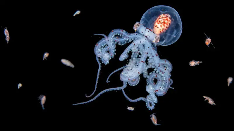 mar Jialing Cai, la fotógrafa que revela los secretos biológicos del buceo en aguas oscuras