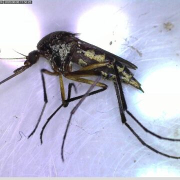 Llaman a identificar al mosquito transmisor y eliminar criaderos para prevenir dengue, zika y chikungunya