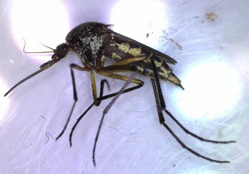 Llaman a identificar al mosquito transmisor y eliminar criaderos para prevenir dengue, zika y chikungunya