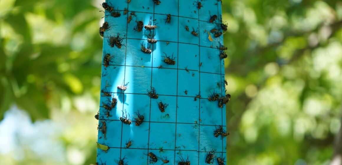*Opera segunda fase del plan contra el gusano barrenador en Yucatán*