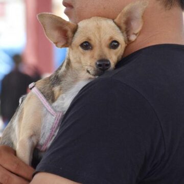 Yucatán mantiene cinco años sin rabia en perros y gatos; SSY llama a la tenencia responsable