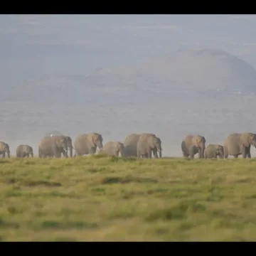 Investigan la muerte de 15 elefantes en el Parque Amboseli en Kenia