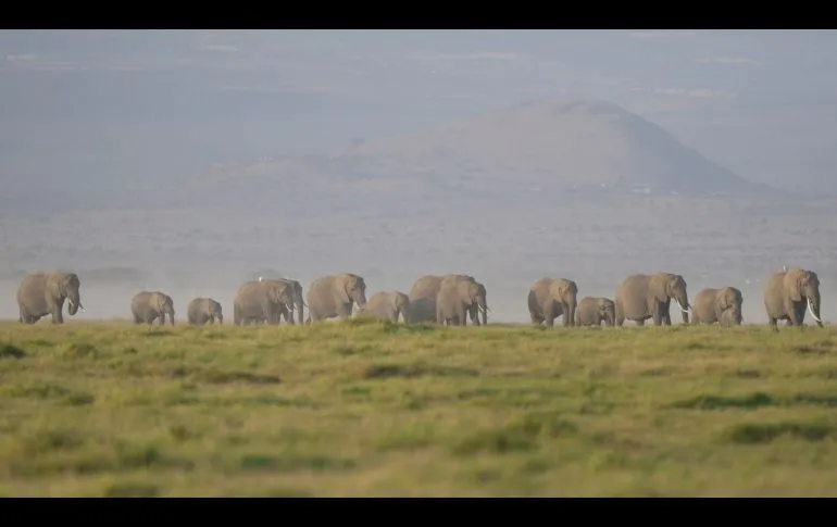 elefantes Investigan la muerte de 15 elefantes en el Parque Amboseli en Kenia