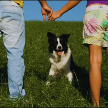 El fenómeno DINKWAD: Cómo las parejas sin hijos y con mascotas transforman la economía