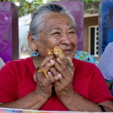 DIF Yucatán entrega pollitas ponedoras para seguridad alimentaria (1) DIF Yucatán impulsa seguridad alimentaria con aves