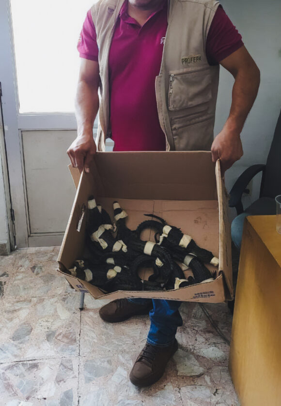 Profepa denuncia transporte ilegal de cocodrilos y tortugas en Tabasco