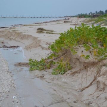 Chuburná en alerta: El proyecto Las Dunas arriesga el escudo natural de la costa.