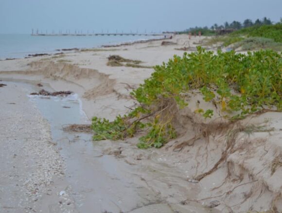 Chuburná en alerta: El proyecto Las Dunas arriesga el escudo natural de la costa.