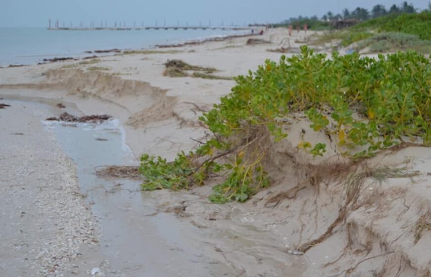 Chuburná en alerta: El proyecto Las Dunas arriesga el escudo natural de la costa.