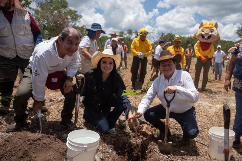 Jornada Nacional de Reforestación 2026 en Yucatán (1) Yucatán reforesta 292 hectáreas con 64 mil plantas