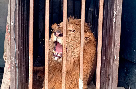 Profepa rescata león africano abandonado en un domicilio de Tamaulipas
