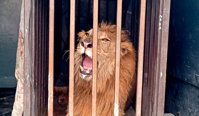 profepa-rescata-leon-africano-tamaulipas (2) Profepa rescata león africano abandonado en un domicilio de Tamaulipas
