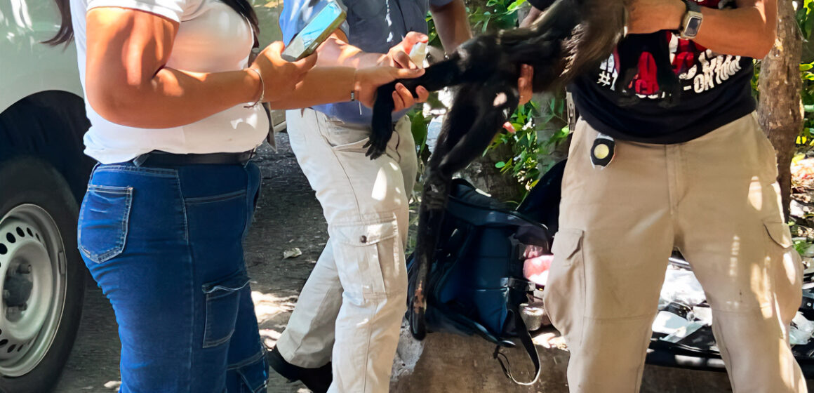 Profepa rescata un mono saraguato en Tuxtla Gutiérrez