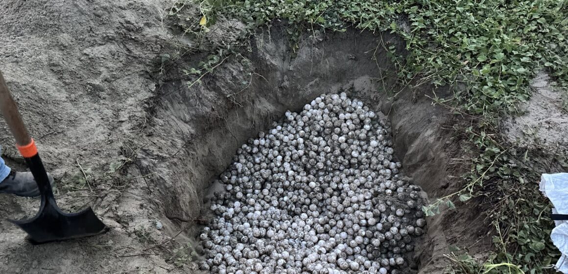 Marina y Profepa recuperan 5,100 huevos de tortuga golfina en Oaxaca