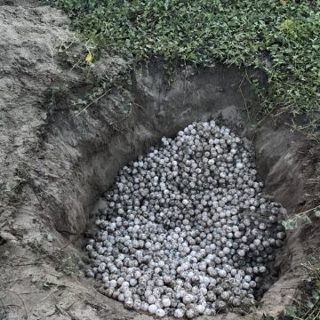 recuperacion-huevos-tortuga-golfina (2) Marina y Profepa recuperan 5,100 huevos de tortuga golfina en Oaxaca
