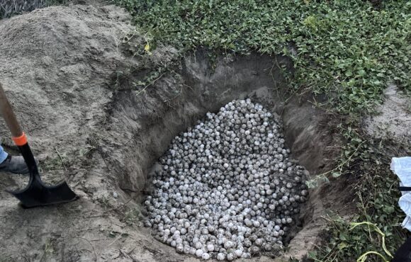 Marina y Profepa recuperan 5,100 huevos de tortuga golfina en Oaxaca