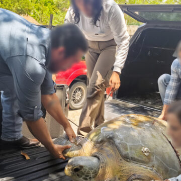 Tortuga marina rescatada en Cancún recibe atención médica (2) Profepa atiende a tortuga marina rescatada en Cancún