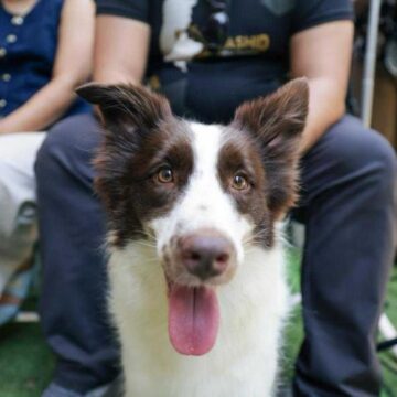 vacunación antirrábica (2) Renacimiento Maya refuerza la vacunación antirrábica y preserva 28 años sin rabia humana transmitida por perros