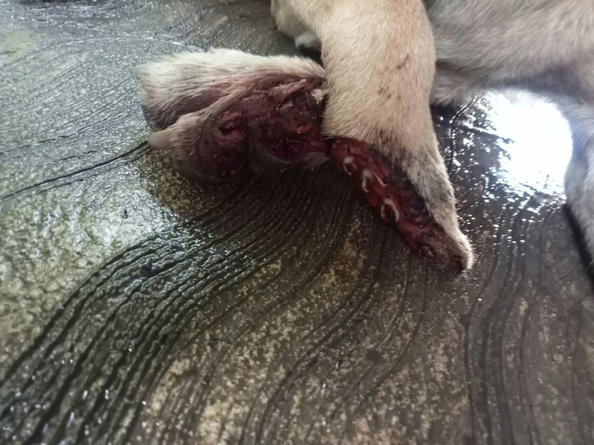 INDIGNACIÓN EN UCÚ POR PRESUNTO CASO DE MALTRATO ANIMAL; LE AMPUTAN UNA PATITA A UN LOMITO