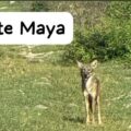 El avance del coyote en la Península de Yucatán: entre la adaptación biológica y el mito local