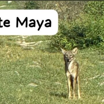 El avance del coyote en la Península de Yucatán: entre la adaptación biológica y el mito local