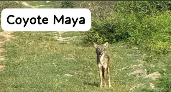 El avance del coyote en la Península de Yucatán: entre la adaptación biológica y el mito local