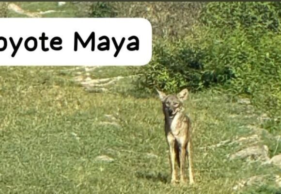El avance del coyote en la Península de Yucatán: entre la adaptación biológica y el mito local