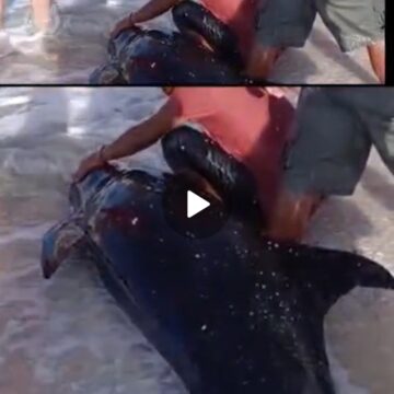 Bufeo recala herido en Sisal y es rescatado por especialistas